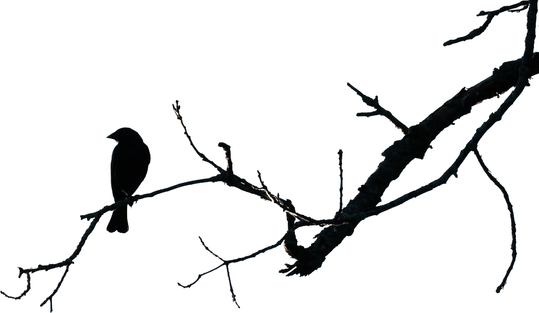Silhouette of a bird perched on a bare branch